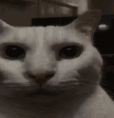 Mf what dis cat called