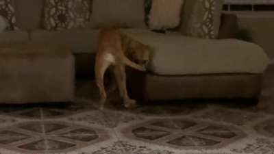 Broken dog