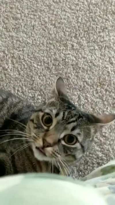Behold the attack mode blep