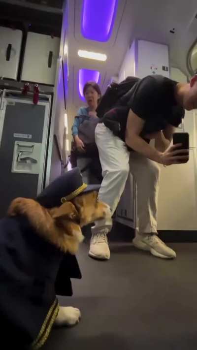 Good boy