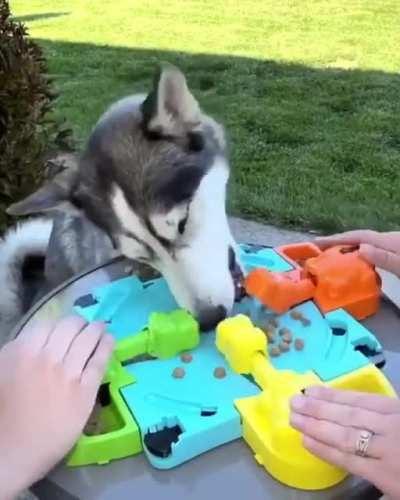 dog