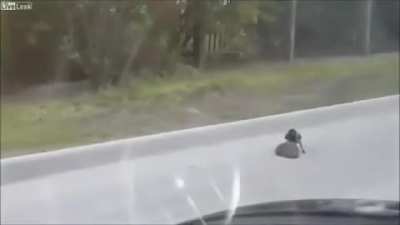 🔥 Bird explaining to a hedgehog to cross the road so it doesn't die