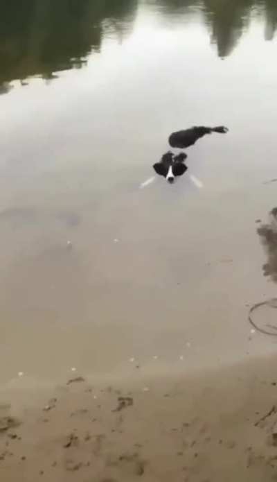 Help, there is an alligator!