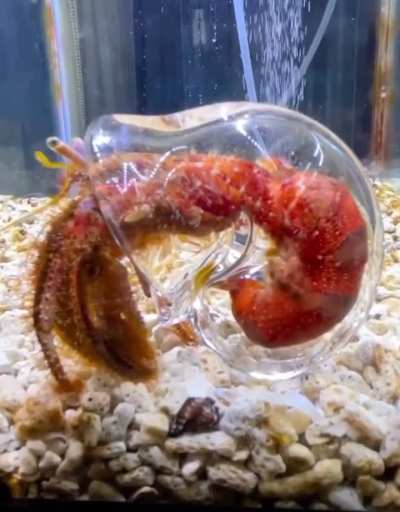 🔥 Hermit crab in a clear shell&hellip; with a special butt-scratching arm. 