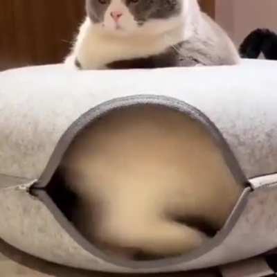 &ldquo;What kind of bed is this&rdquo;