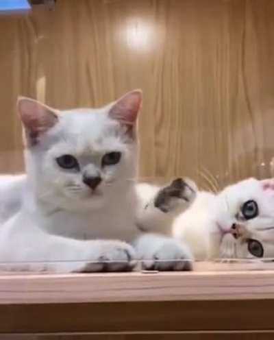 So adorable... wait a minute