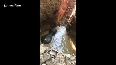 Local Villagers Pull an Elephant Out Of a Well in India