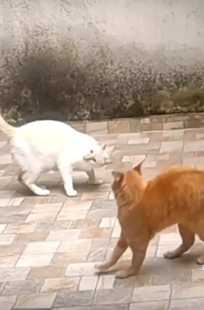 Cat attack