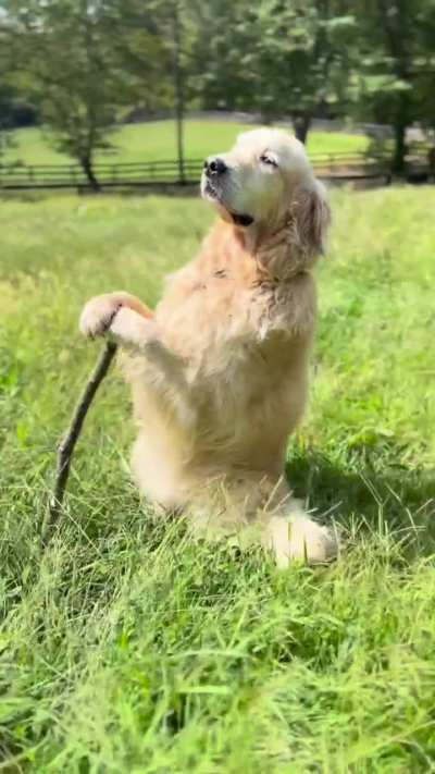 &ldquo;Gandalf the Golden&rdquo;