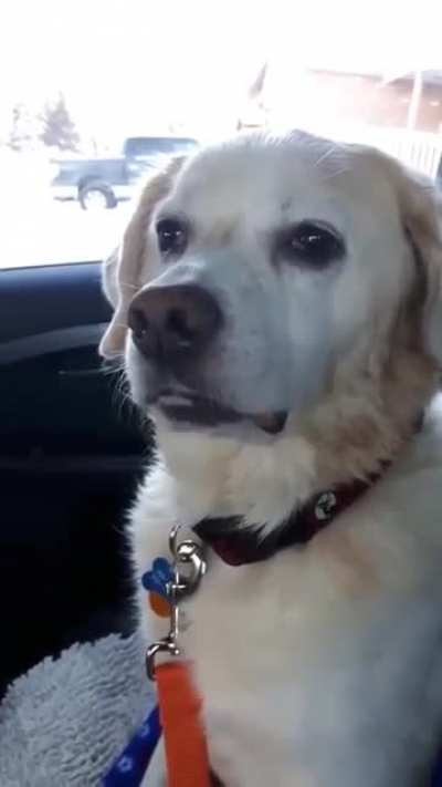When you&rsquo;re stoned on meds and forget you&rsquo;re a dog