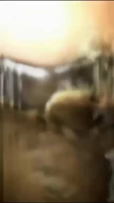 il&ccedil;in karag&ouml;z sert