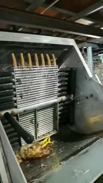 To pluck a chicken