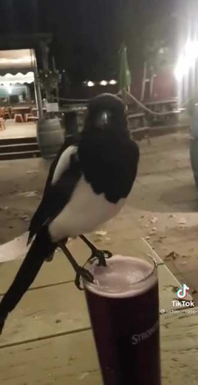 Alcoholic bird