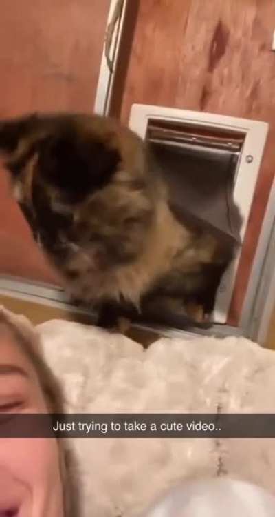 🐈&zwj;⬛
