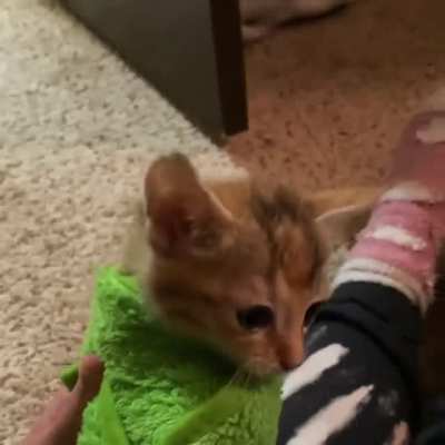 Purfect purrito
