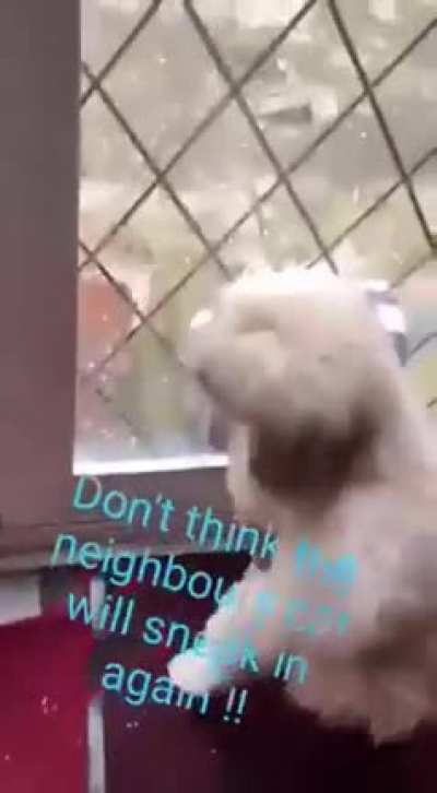 What the dog doin??