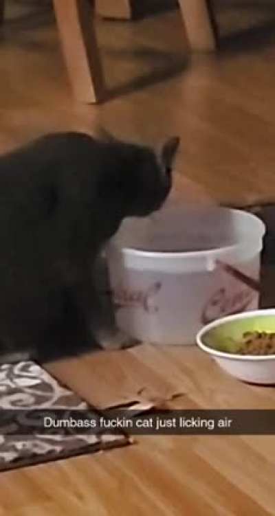 H(rul)eadass cat
