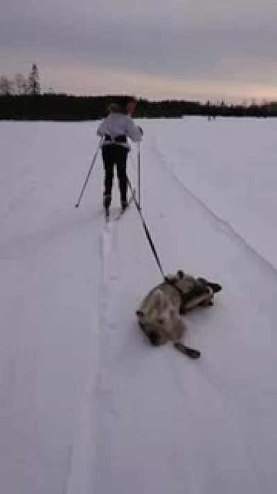 I&rsquo;m a sled now