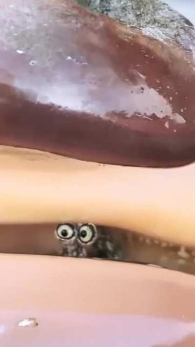 Anybody home doc
