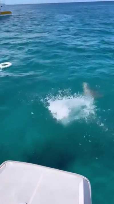 diver
