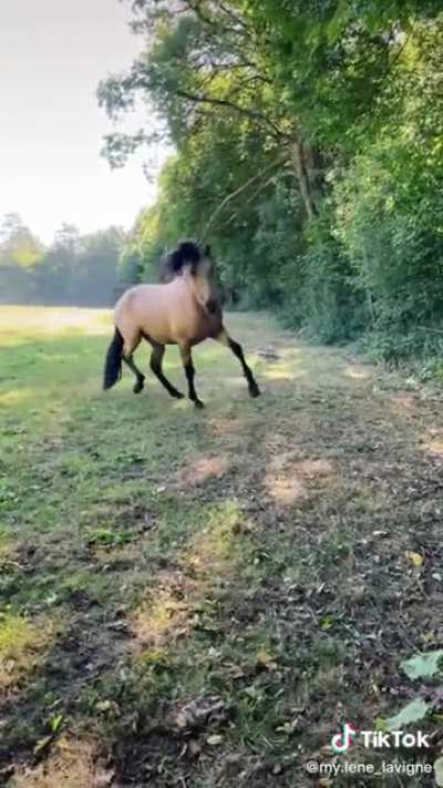 Majestic