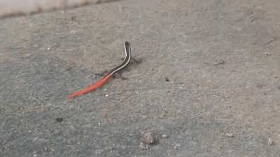 Common Snake Skink (?) [Northern India]
