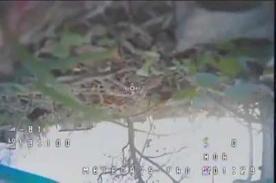 A Cat taking down a FPV Drone (Unsure what side)