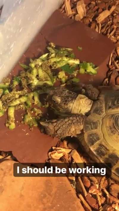 Since you guys liked him last time, here&rsquo;s Tank the tortoise trying cucumber