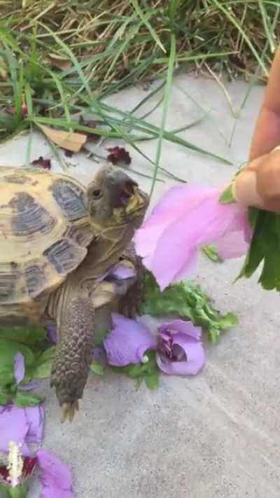 My Cocoa having a spring snack. Hibiscus 🌺 He is farsighted (from respiratory infection) so I have to put the flower right on his mouth of he&rsquo;ll have a hard time or to not eat it at all.