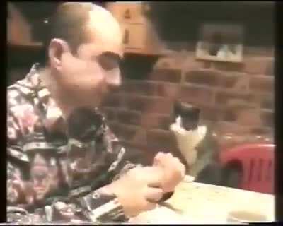 O Dono desse gatinho &eacute; surdo e como miar n&atilde;o faz com que seu dono lhe d&ecirc; aten&ccedil;&atilde;o, o gatinho aprendeu sinais para poder comunicar com ele