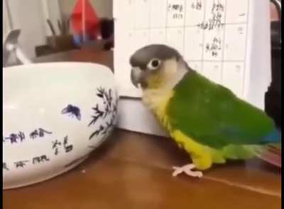 bird bomb