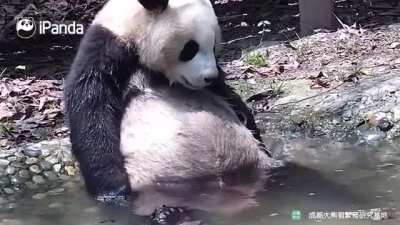 A panda a day keeps the sorrow away
