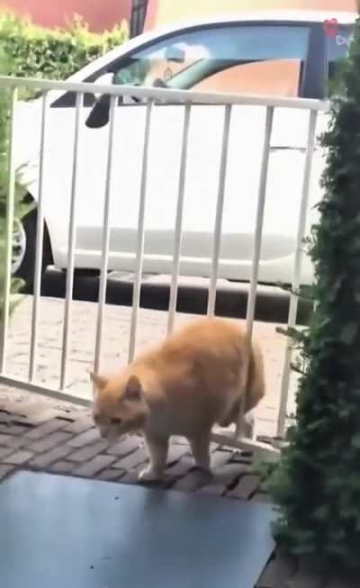 Catto