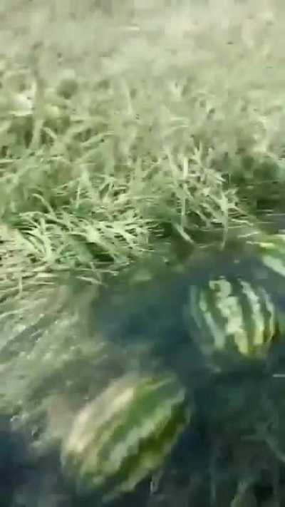 Watermelons migrating south for the winter.