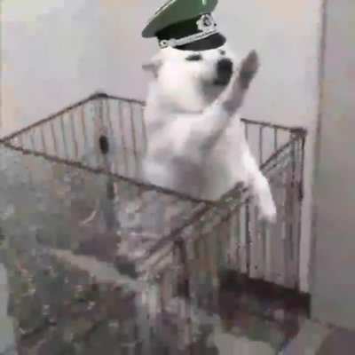 based dog?