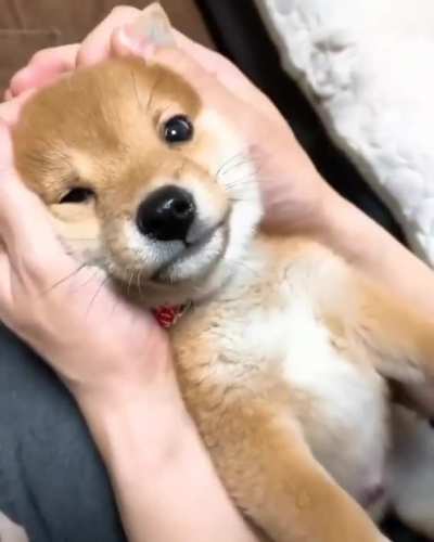 It&rsquo;s head massage time!