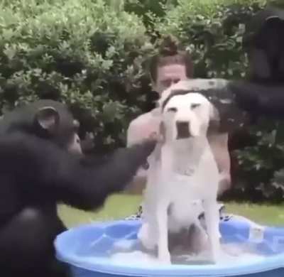 monke