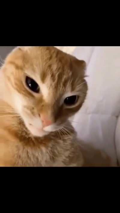 🐱