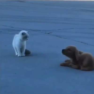 Sneaky puppy pretending like nothing happened