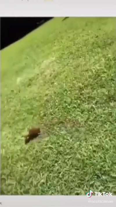 pretty hard bonk