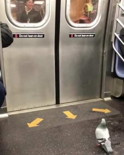 He&rsquo;s just a pigeon patiently waiting to get off the subway only to be met with a screaming child