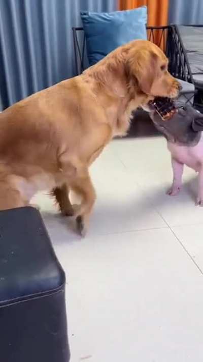 smart doggo