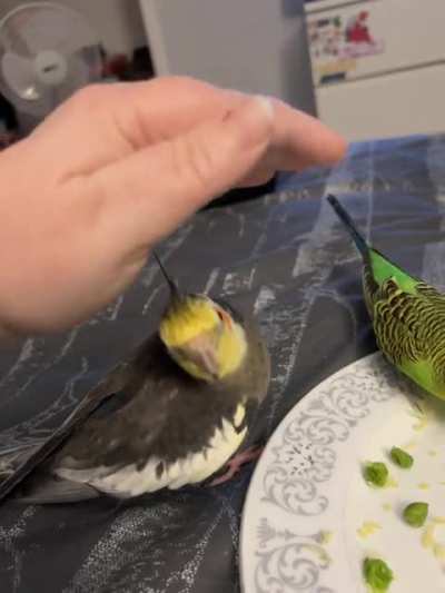 Groot loves to play peekaboo