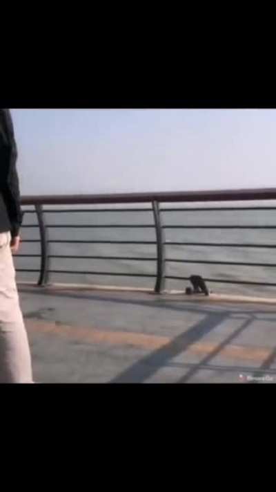 Skateboard falling into the sea