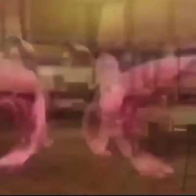 Shrimp