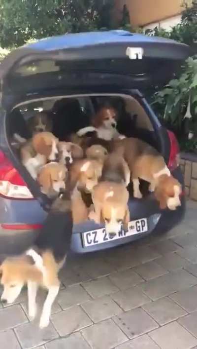 Dogtrusa, the one who let the dogs out