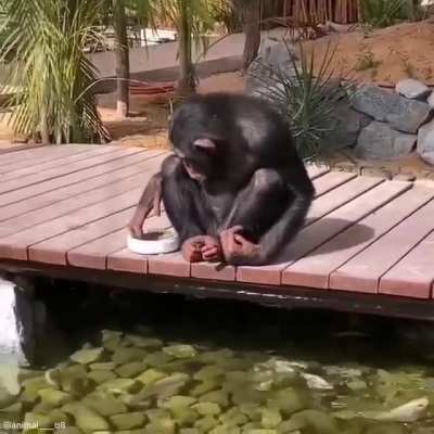 Monkey see monkey do..