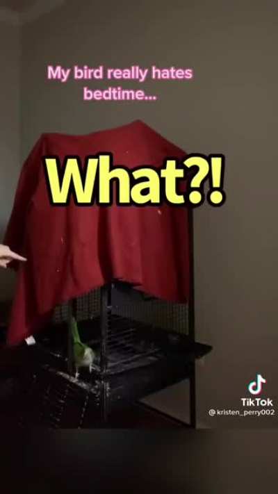 Do parrot screms count?