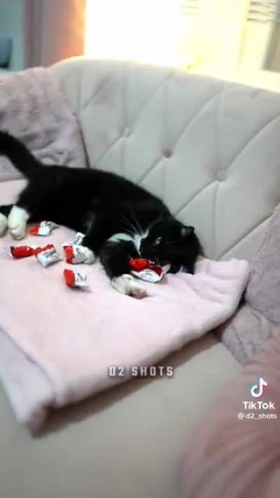 Cat. (Part 2)
