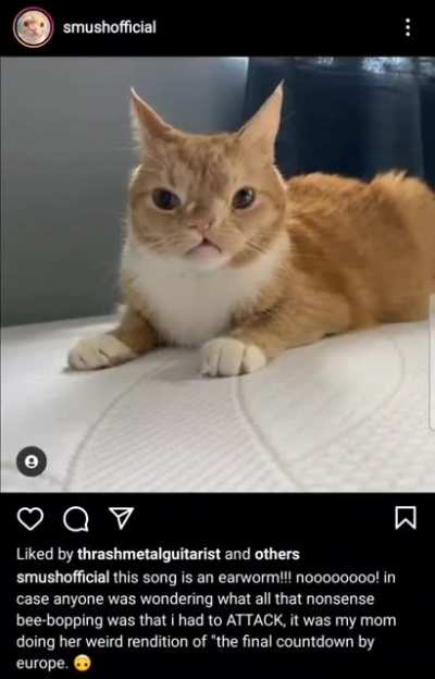 Instagram Cat Smush doesn't like Europe's the Final Countdown